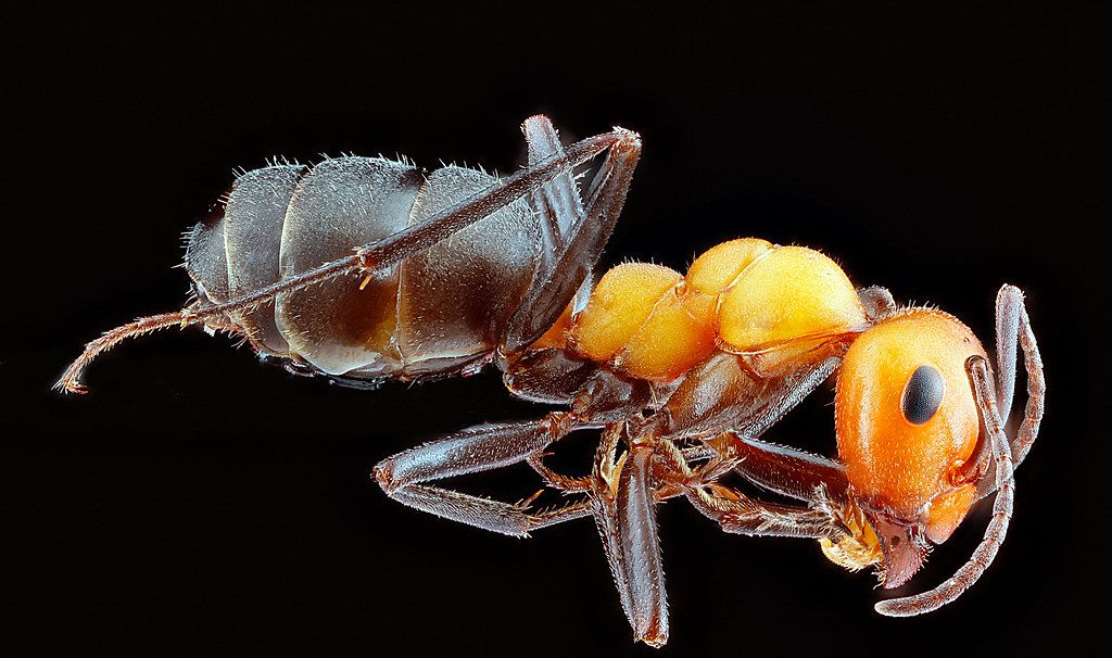 Ant Control service in Yonkers, NY