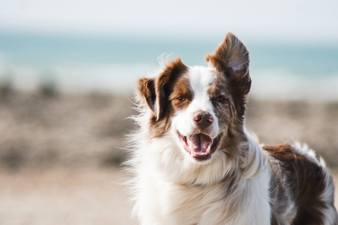 Flea & Tick Control service in Yonkers, NY