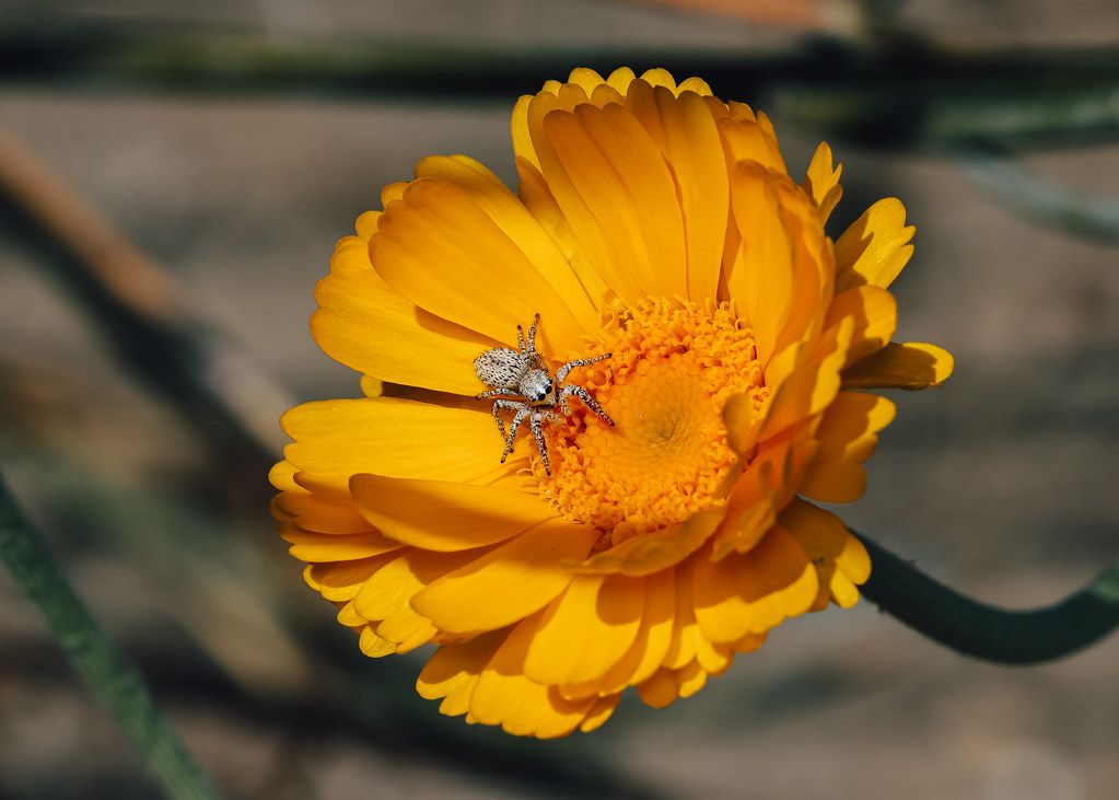 Spider Control service in Yonkers, NY